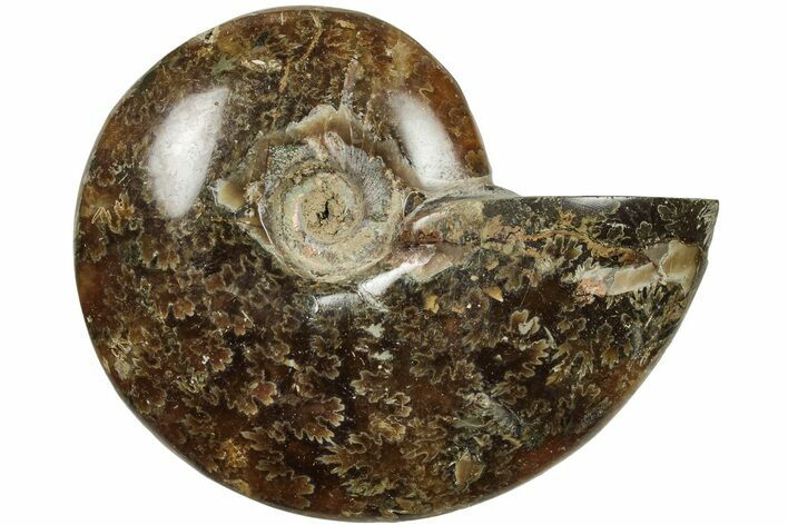 Polished Ammonite (Cleoniceras) Fossil - Madagascar #205098